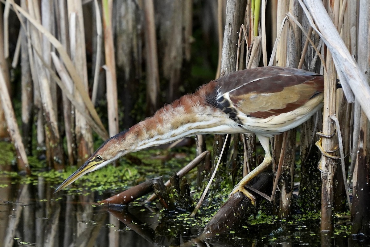 Least Bittern - ML365453981