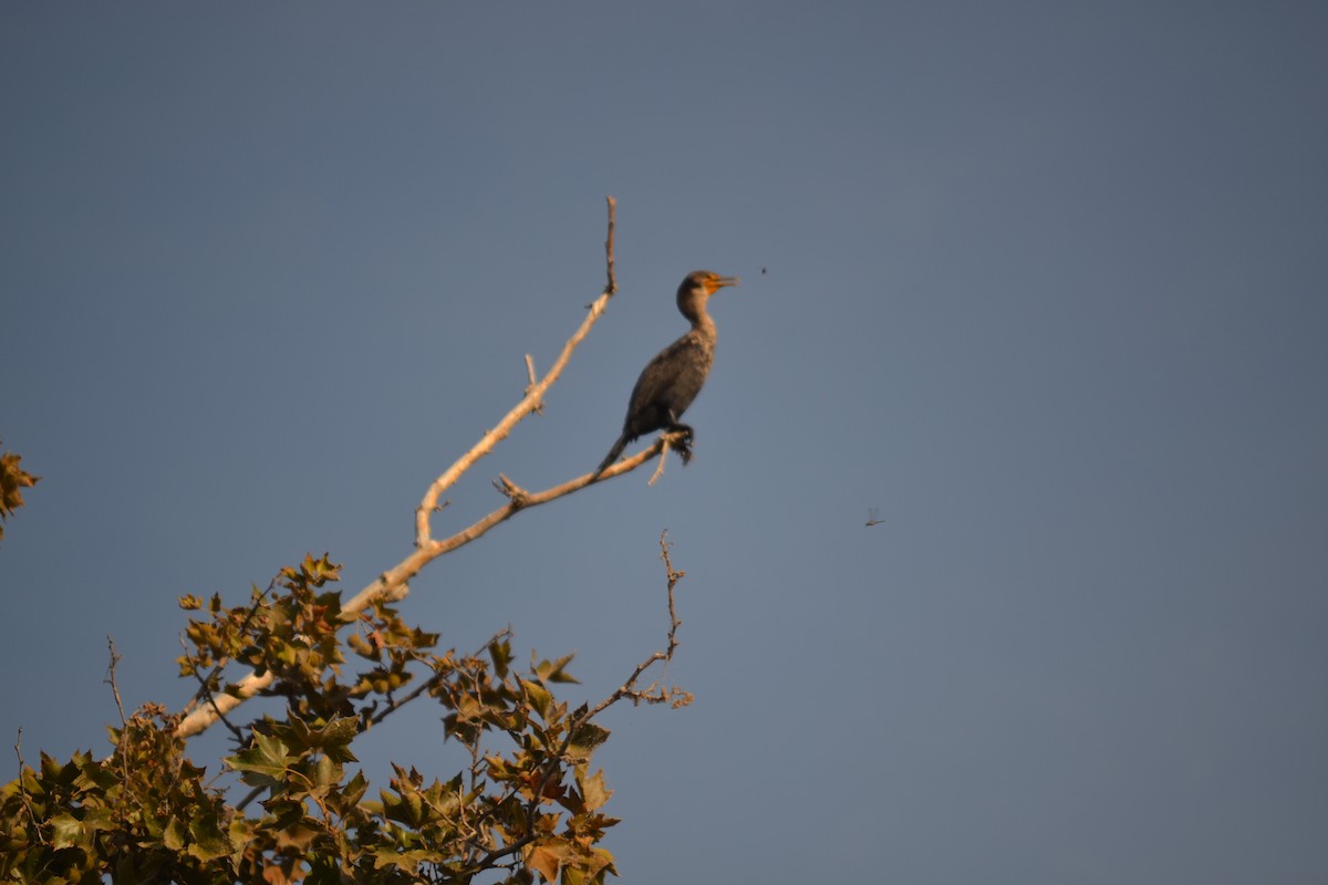 Double-crested Cormorant - Mathew Van Horn