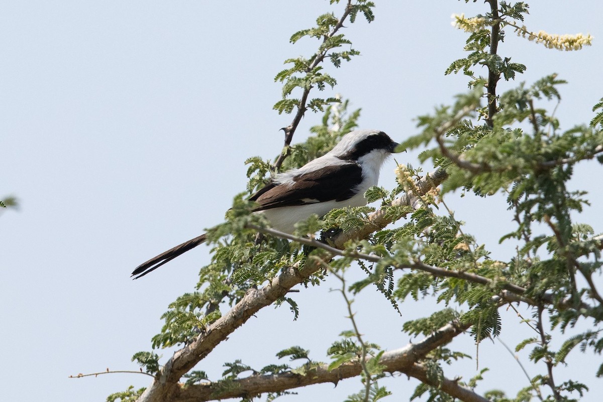 Gray-backed Fiscal - ML365456251