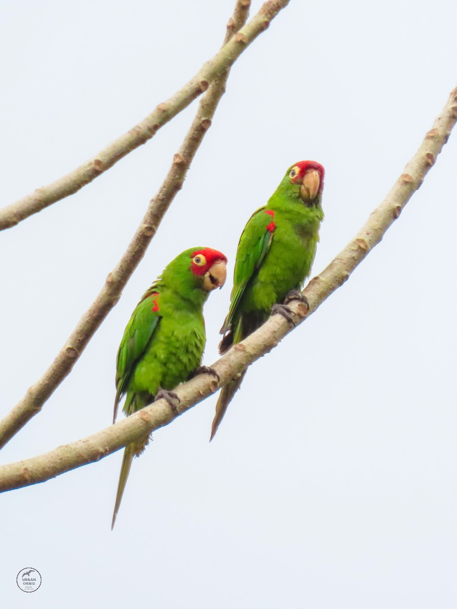 Red-masked Parakeet - Daniel Arias-Cruzatty