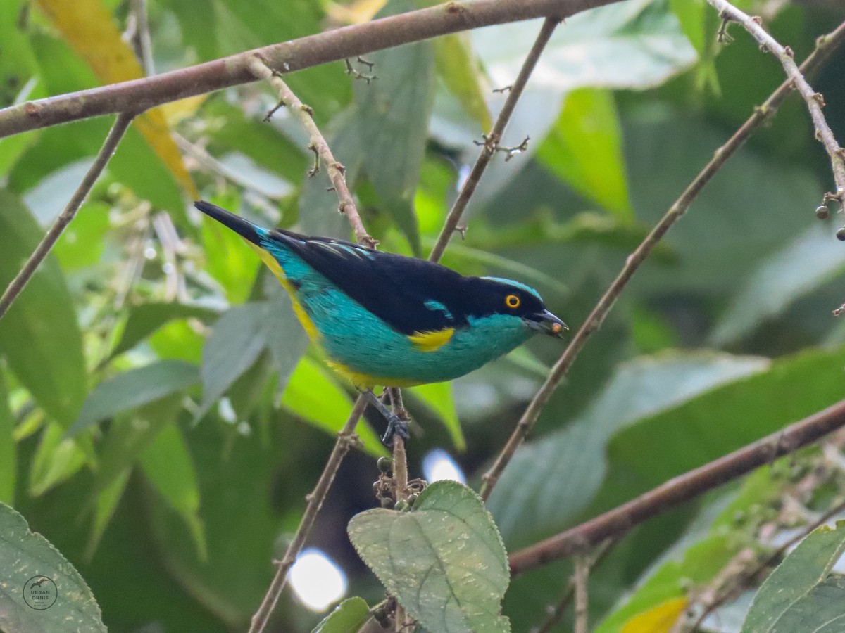 Black-faced Dacnis - ML365456671