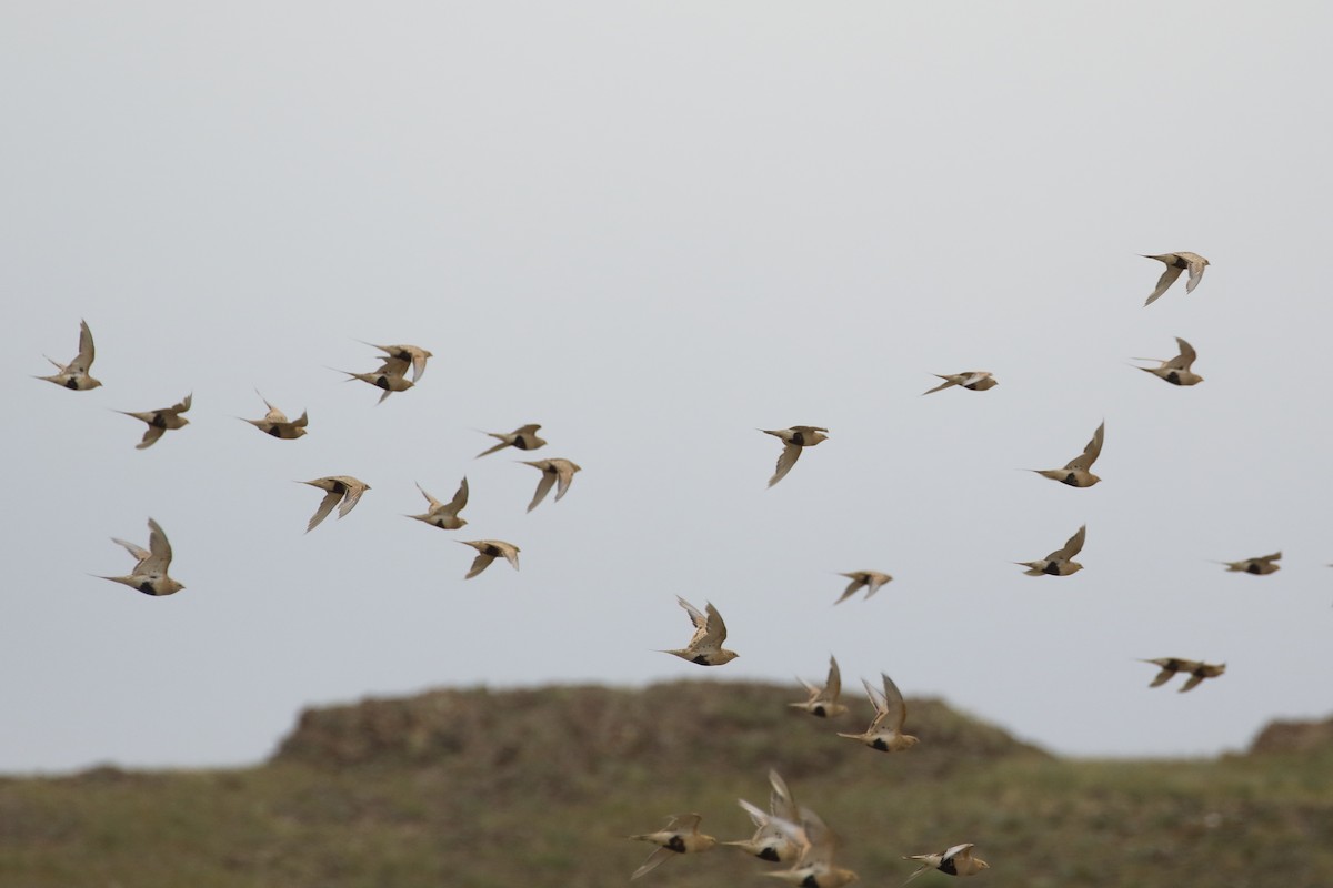 steppehøne - ML365457481