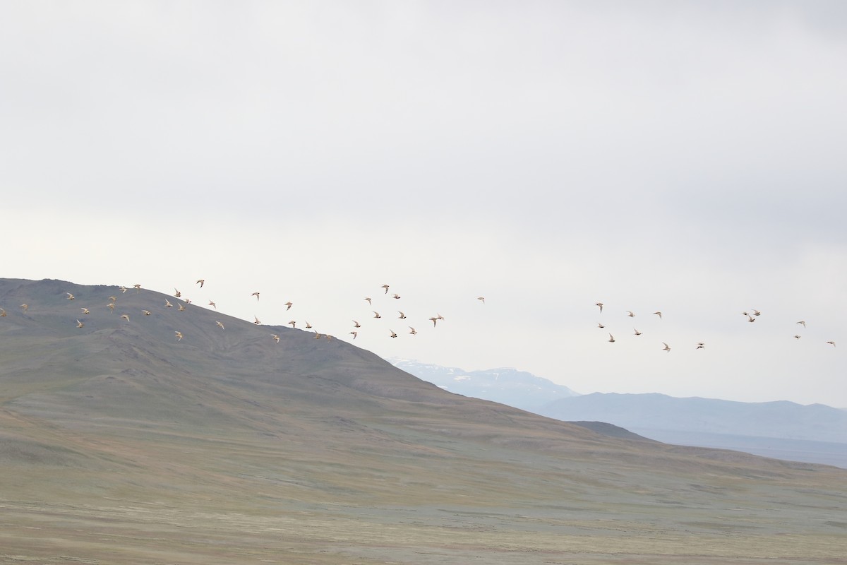 steppehøne - ML365457491