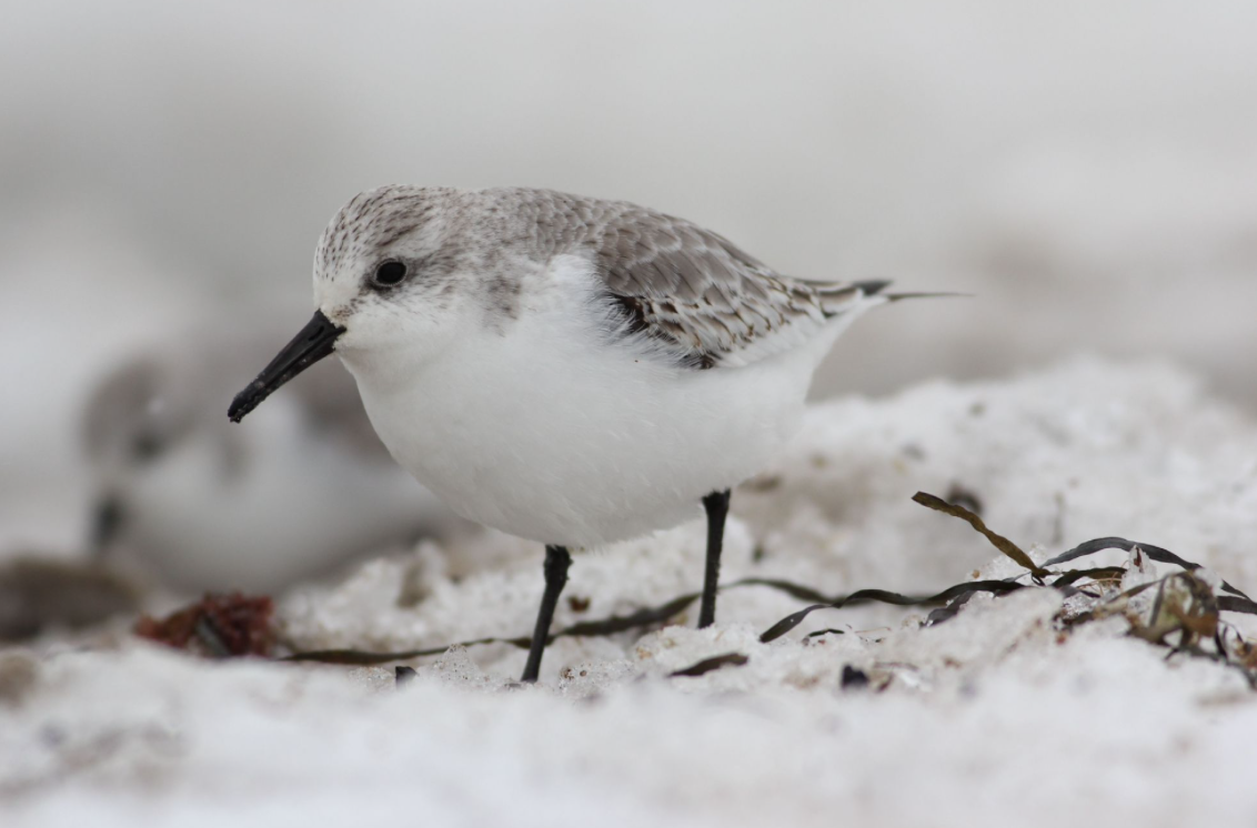 Sanderling - ML365457511