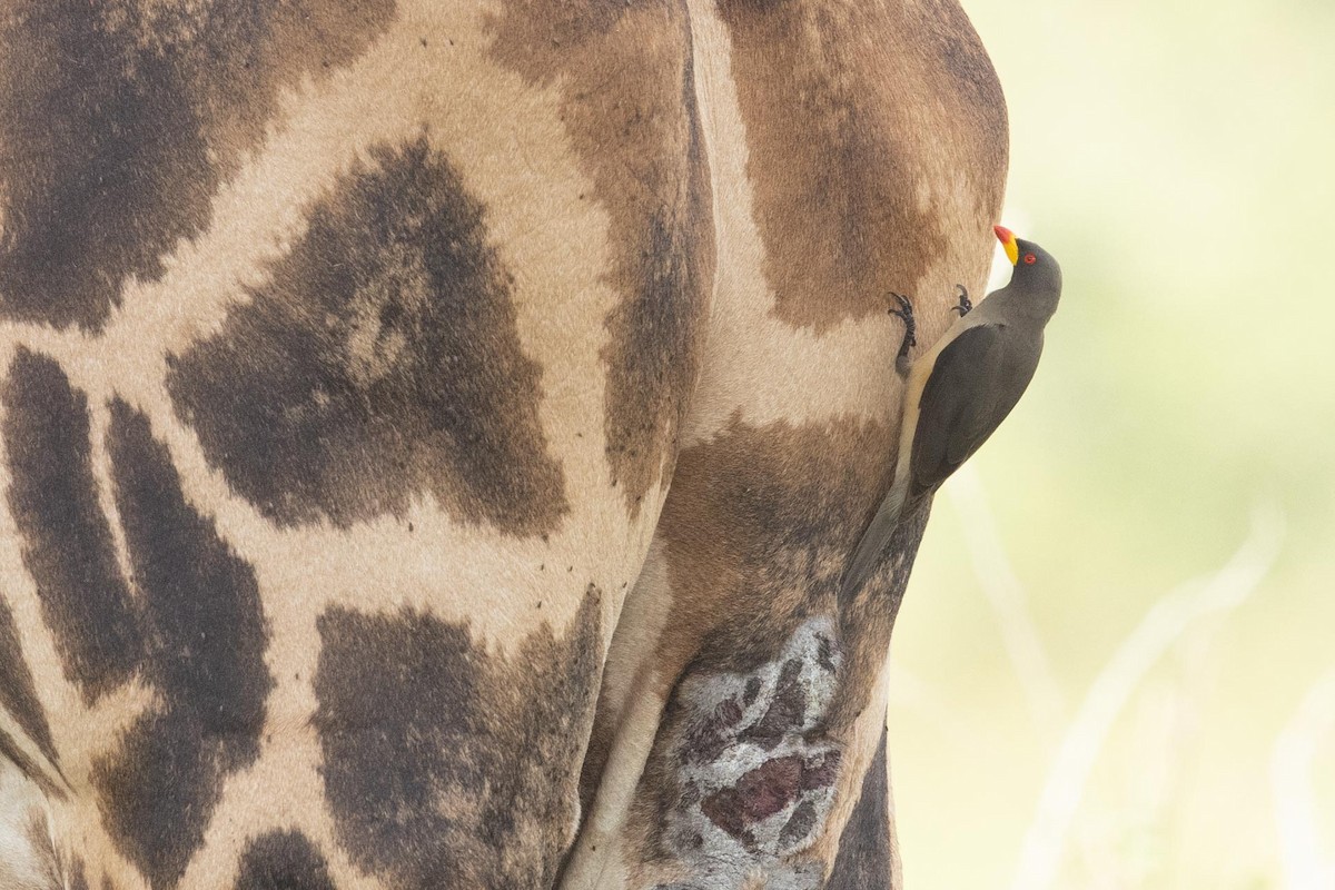 Yellow-billed Oxpecker - ML365457981