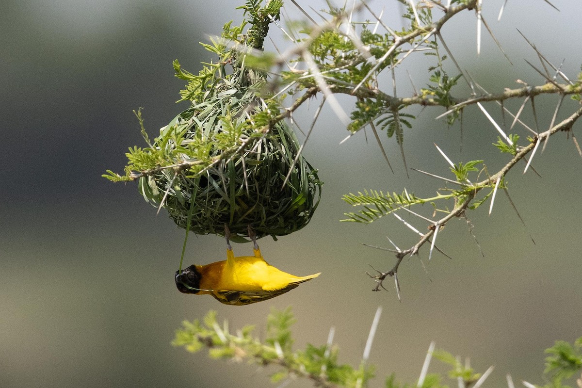 Vitelline Masked-Weaver - ML365459251