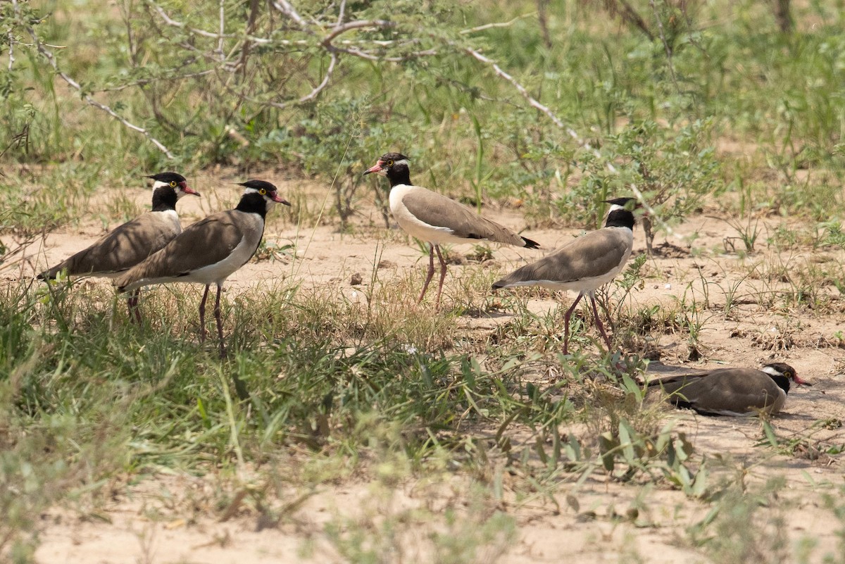 Black-headed Lapwing - ML365460071