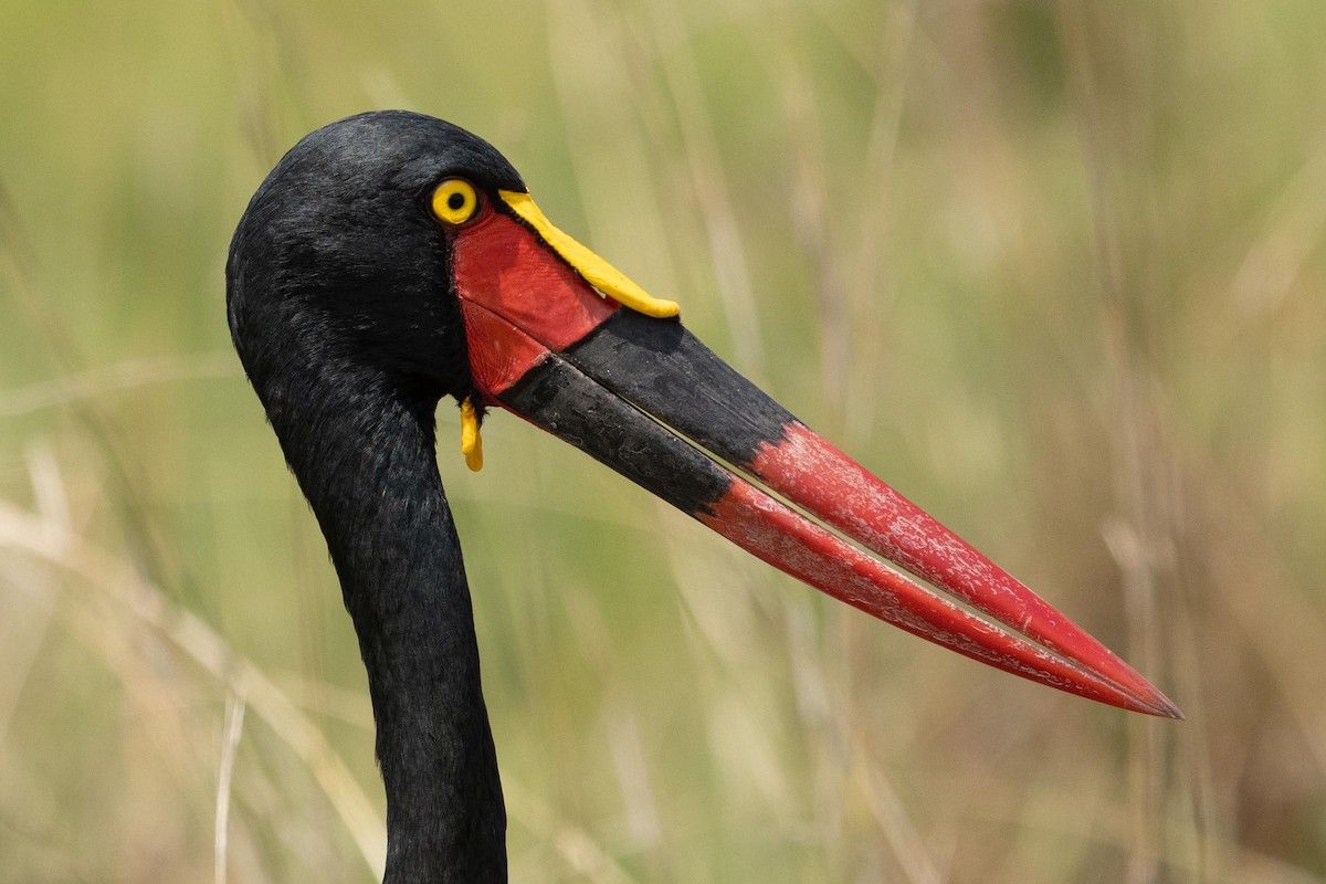 Saddle-billed Stork - ML365460791