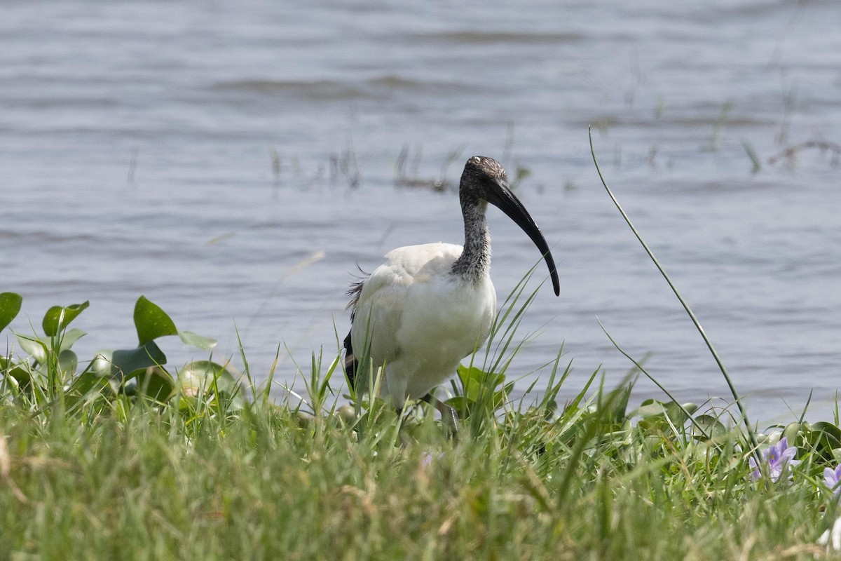 African Sacred Ibis - Eric VanderWerf