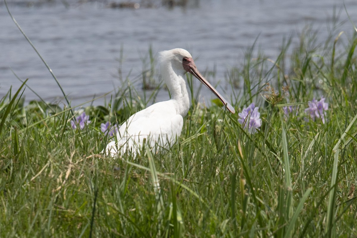 African Spoonbill - ML365461191