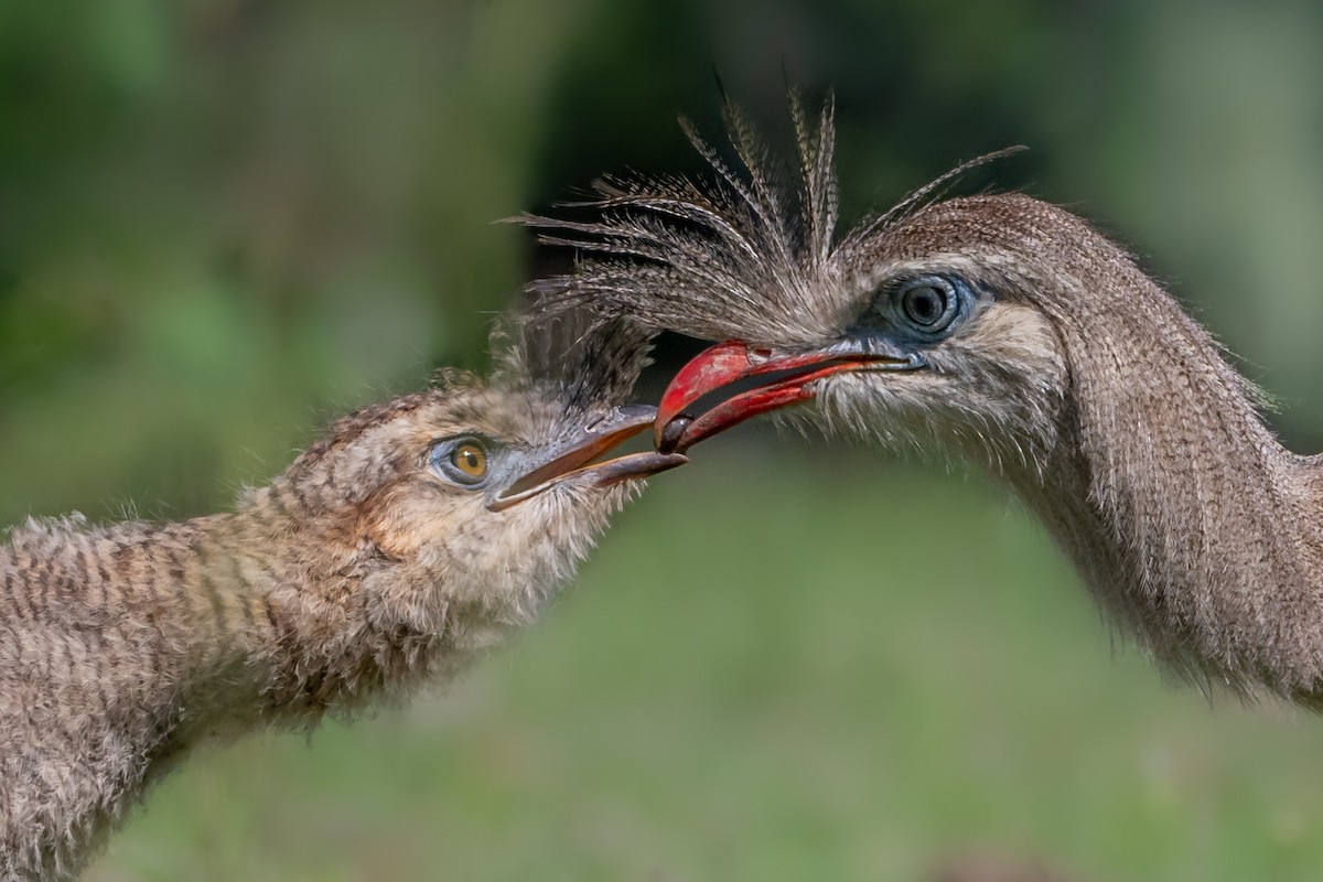 Red-legged Seriema - ML365462631