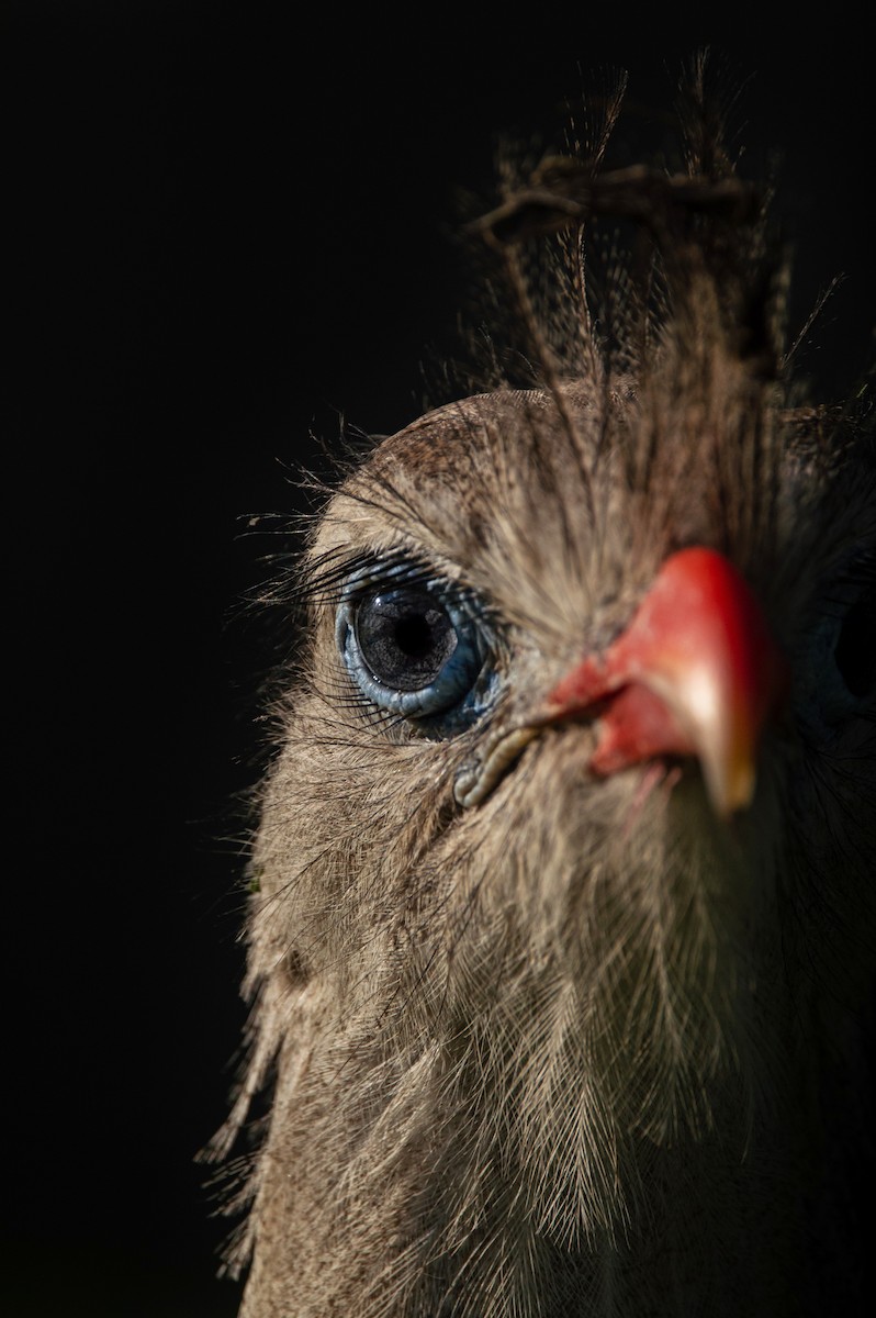 Red-legged Seriema - ML365462771