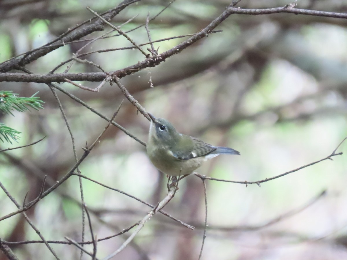 Black-throated Blue Warbler - ML365464761