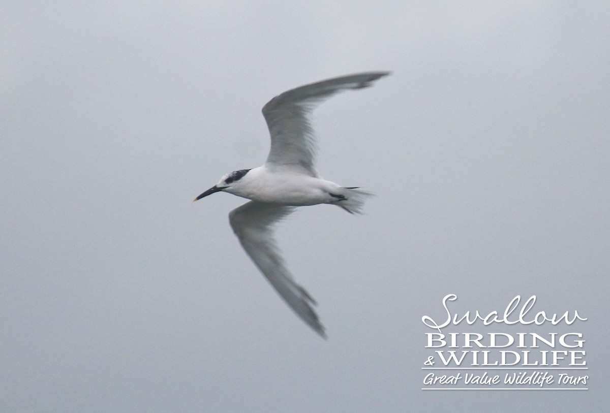 Sandwich Tern (Eurasian) - ML365466541