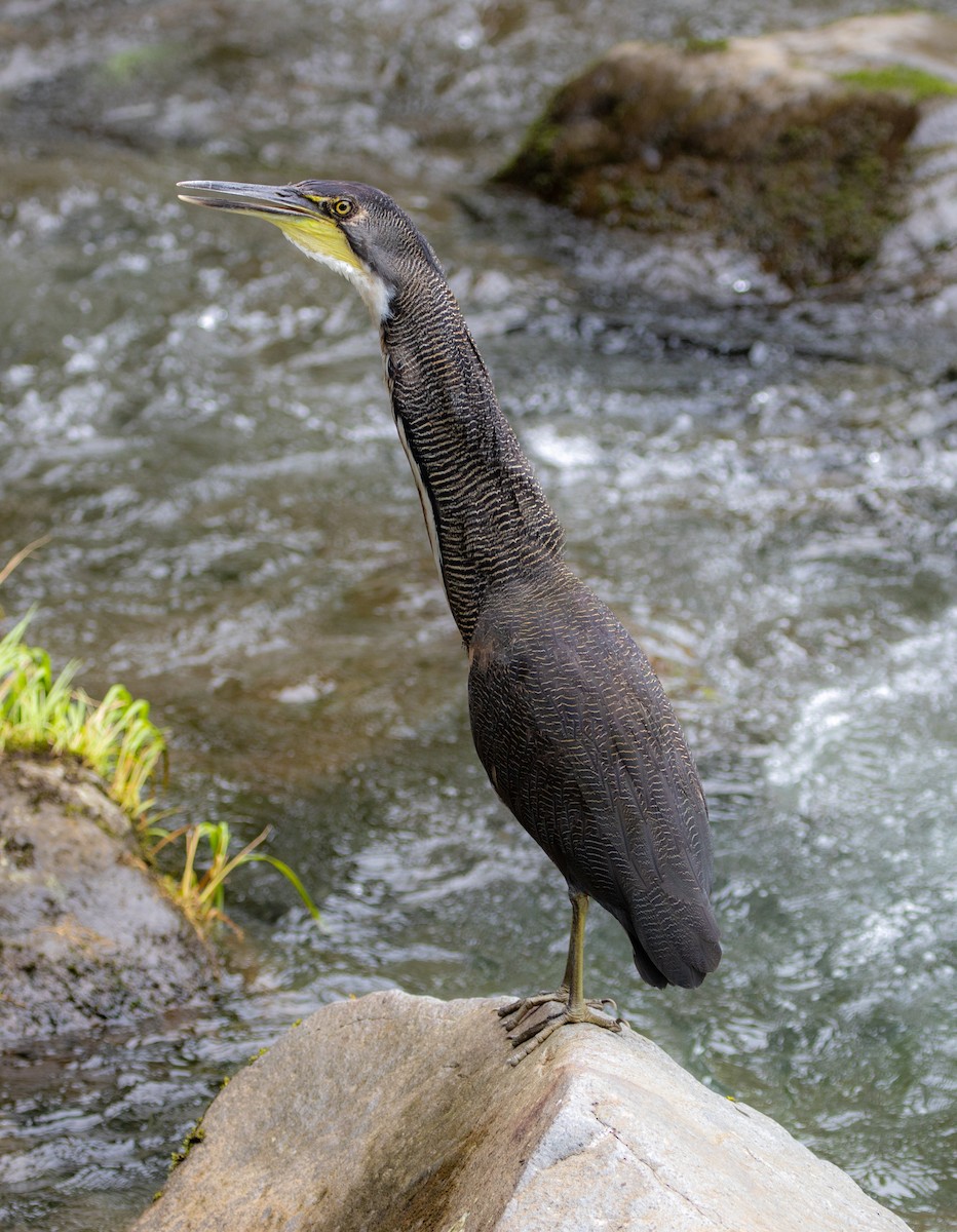 Fasciated Tiger-Heron - Carlos Roberto Chavarria