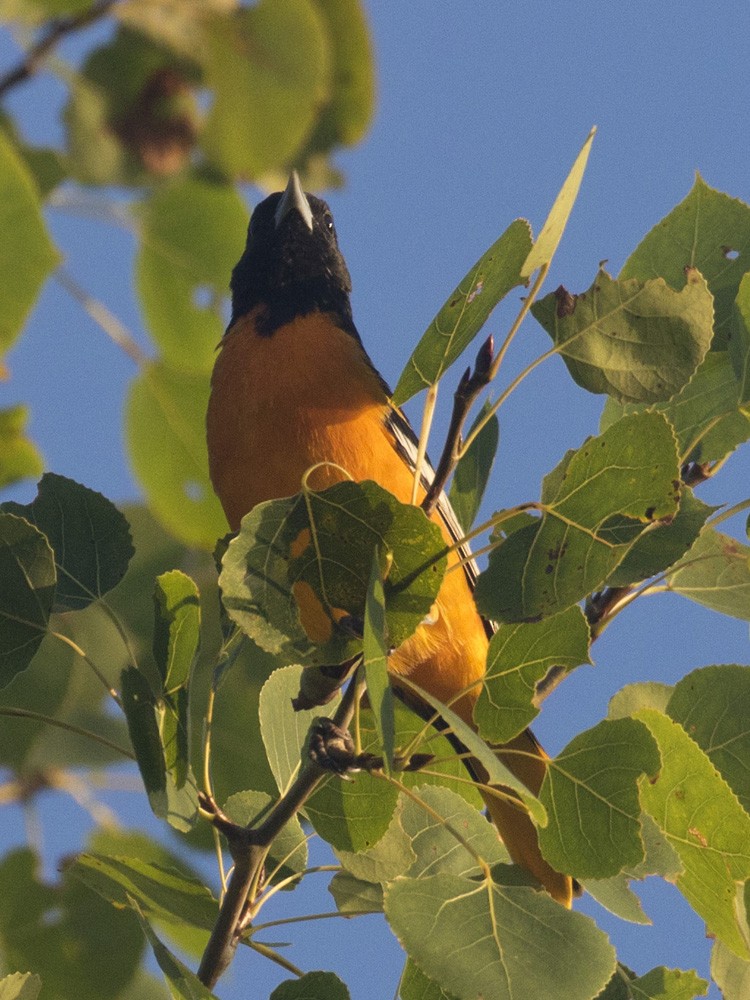 Baltimore Oriole - ML365467831