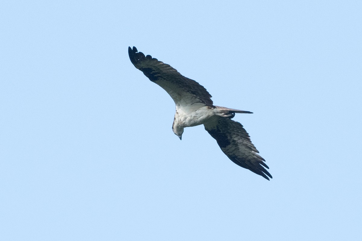 Osprey - ML365468361