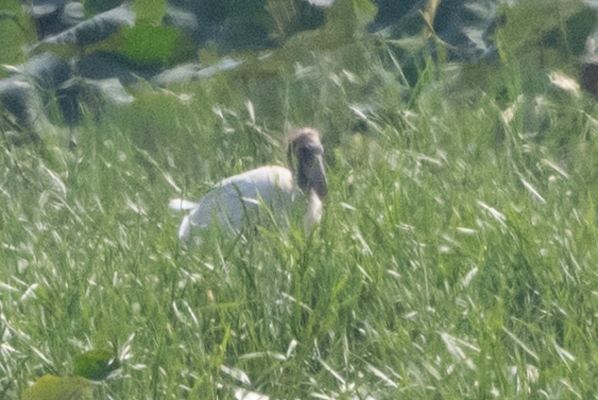 Wood Stork - ML365469371