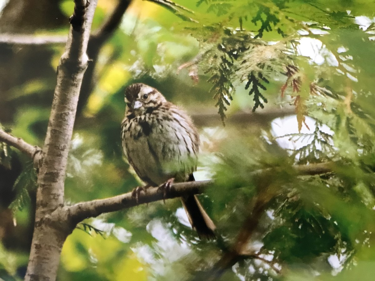 Song Sparrow - ML365470231