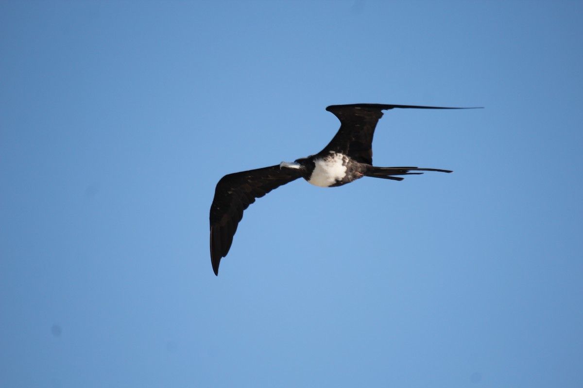 Magnificent Frigatebird - ML365471441