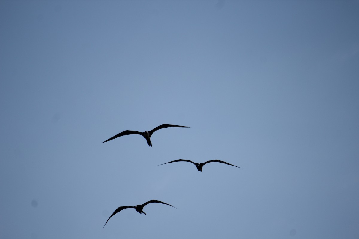 Magnificent Frigatebird - ML365471501