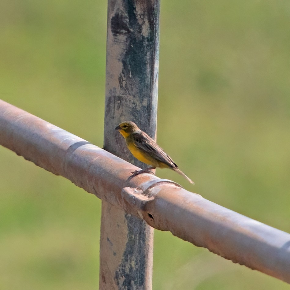 Grassland Yellow-Finch - ML365473641