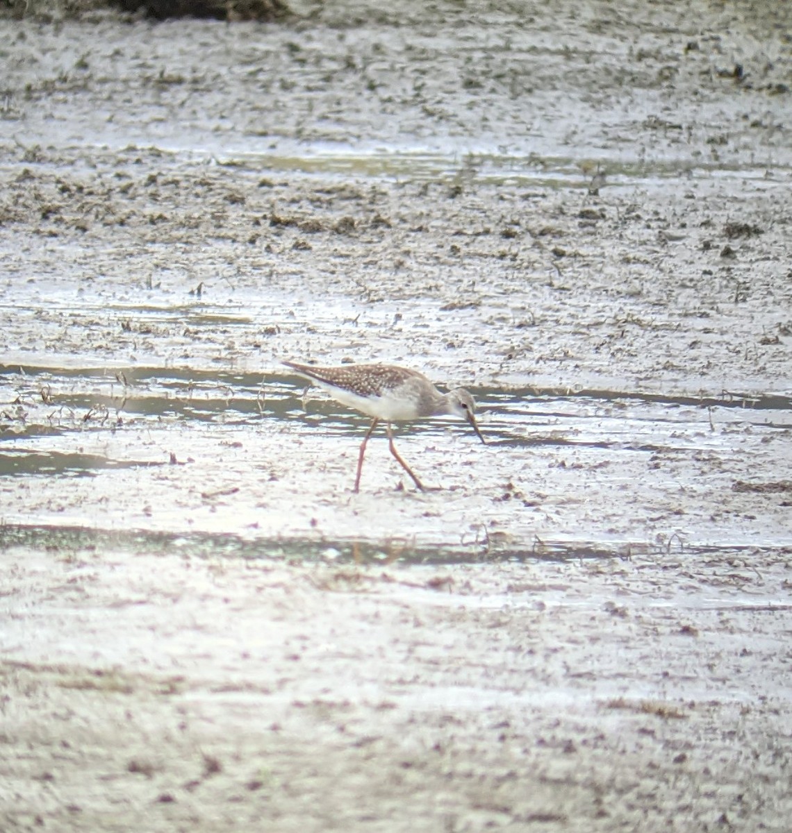 Lesser Yellowlegs - ML365475521