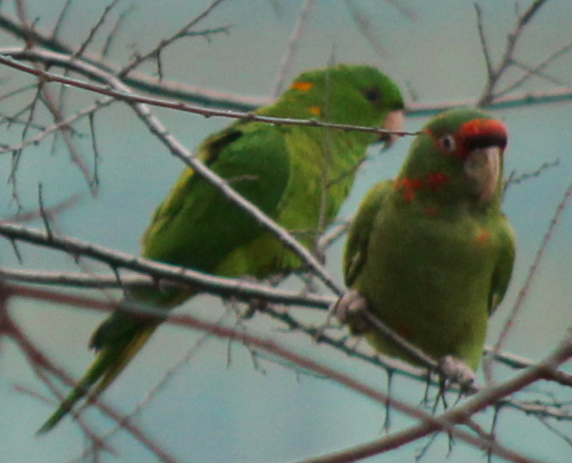 ベニガオメキシコインコ - ML365476931