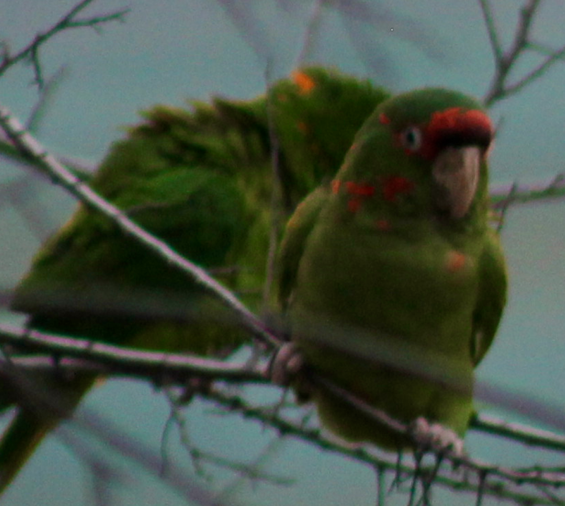 ベニガオメキシコインコ - ML365476961