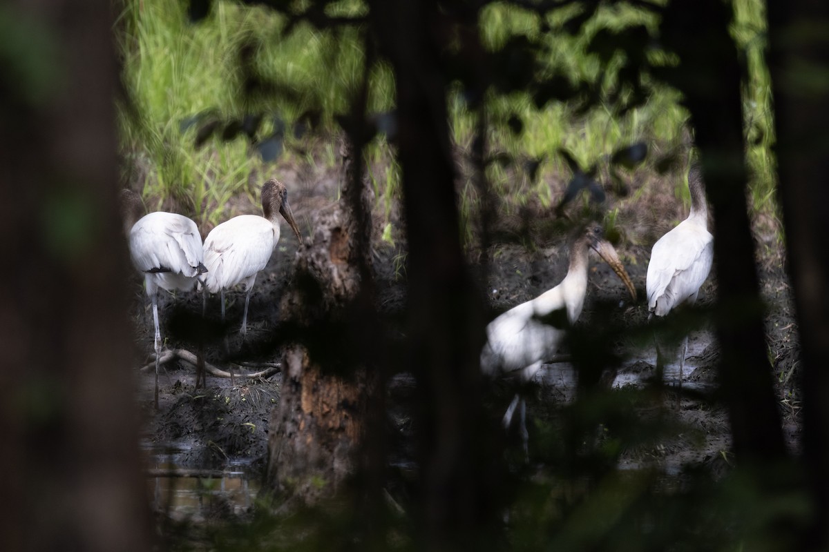 Wood Stork - ML365477041