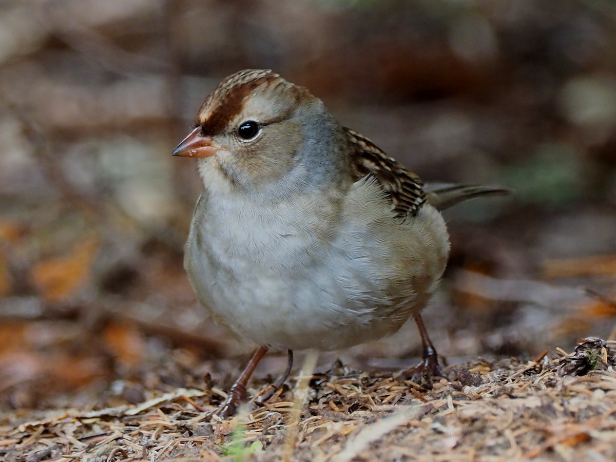 White-crowned Sparrow - ML36547821