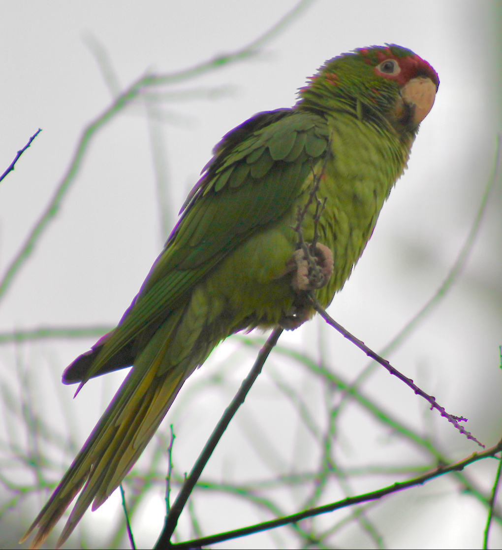 Aratinga Mitrada - ML365478471