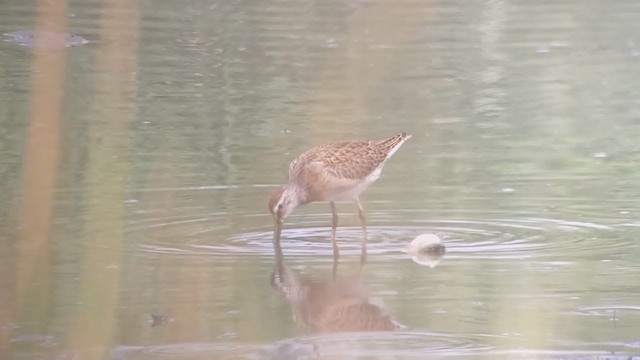 Short-billed Dowitcher - ML365480421