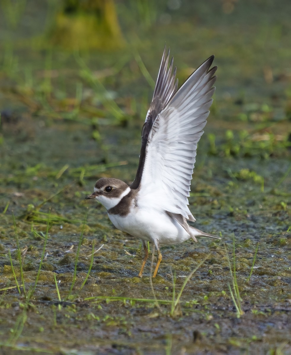 Semipalmated Plover - ML365482261