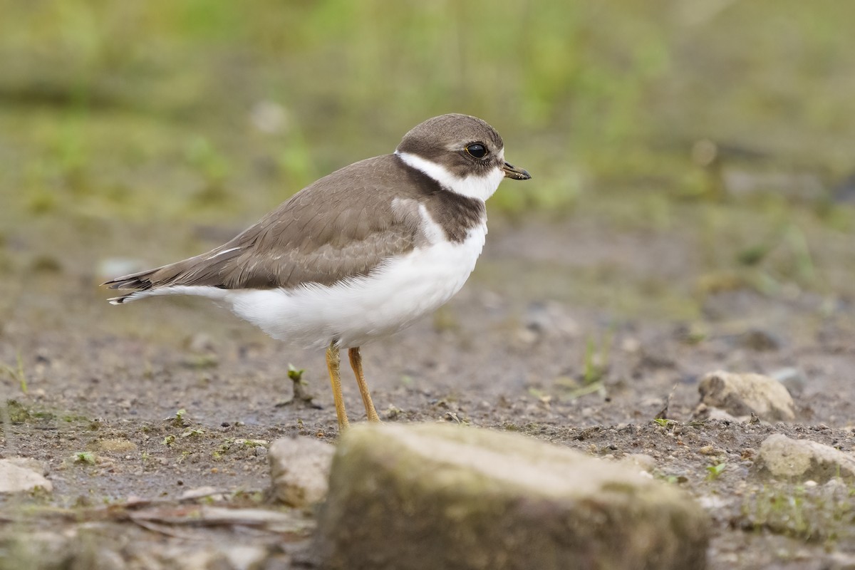 Semipalmated Plover - ML365482331