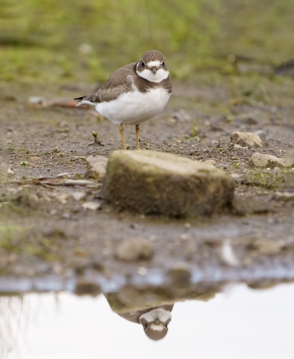 Semipalmated Plover - ML365482401