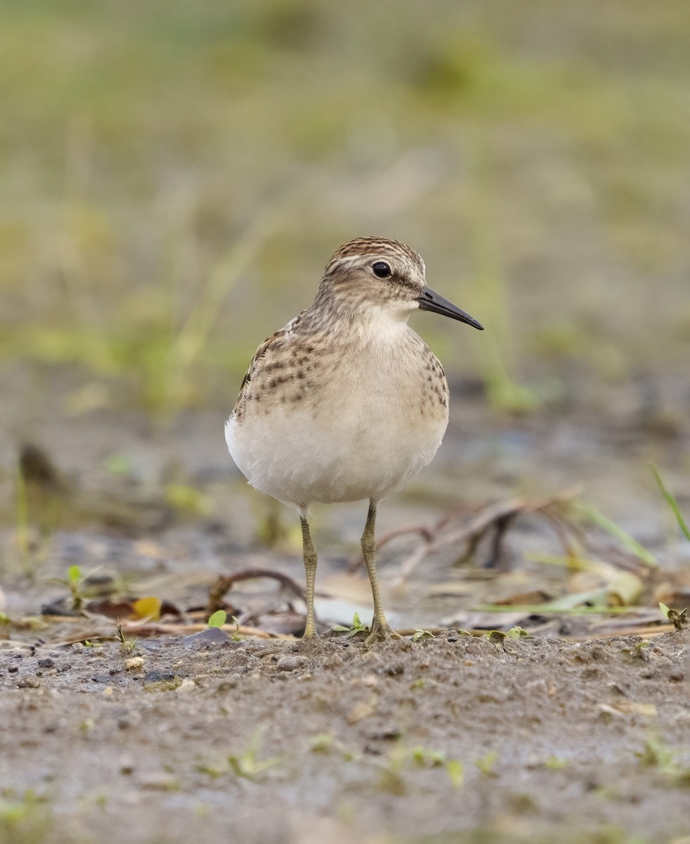 Least Sandpiper - ML365482671