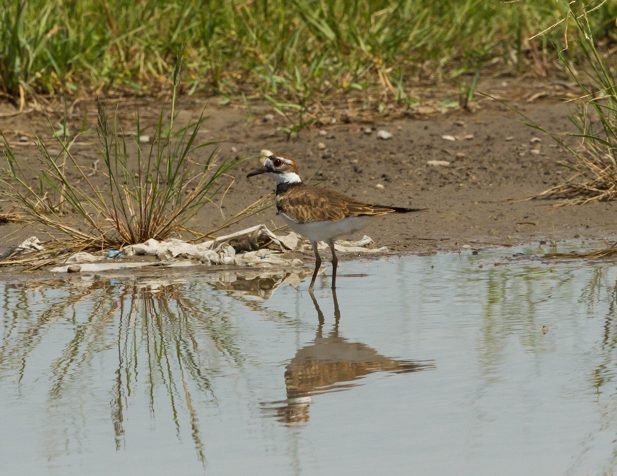 Killdeer - ML36548281