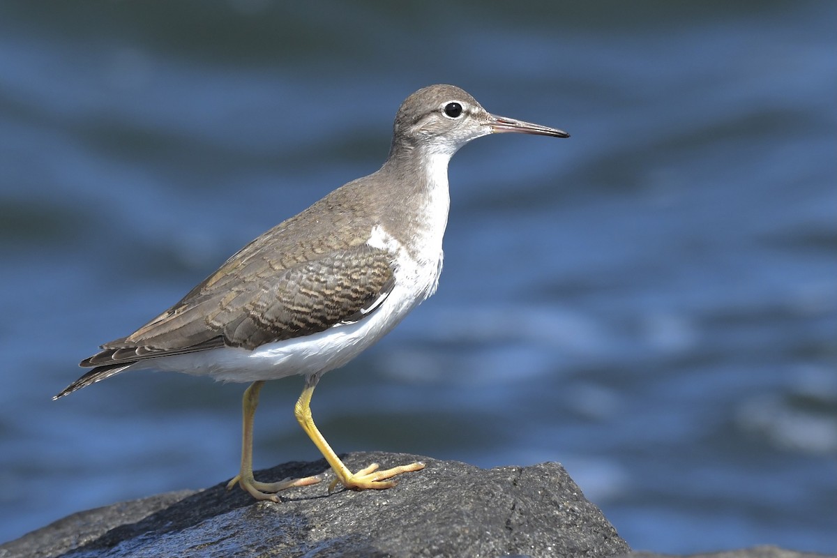 Spotted Sandpiper - Khalifa Al Dhaheri