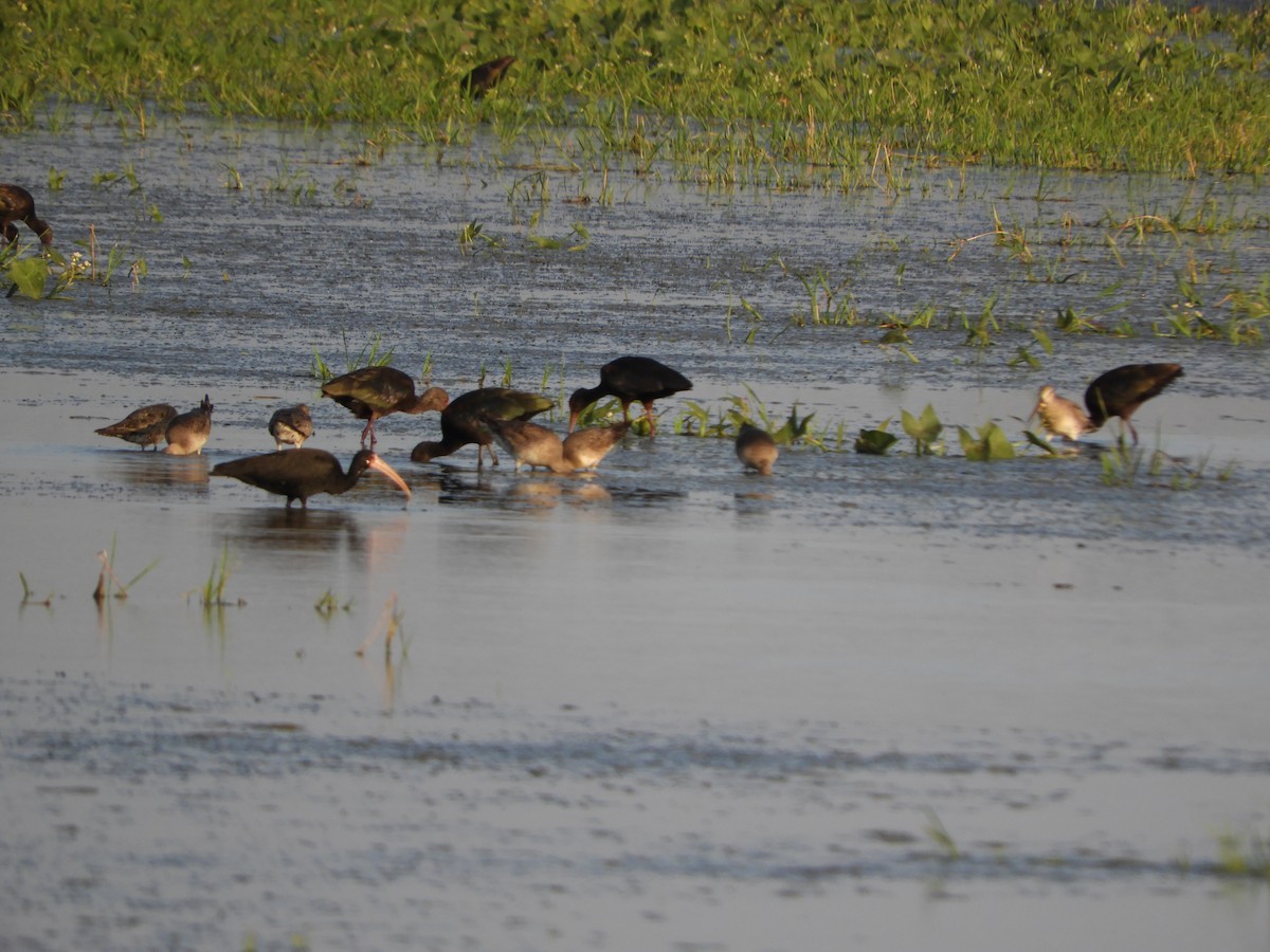 Bare-faced Ibis - Silvia Enggist