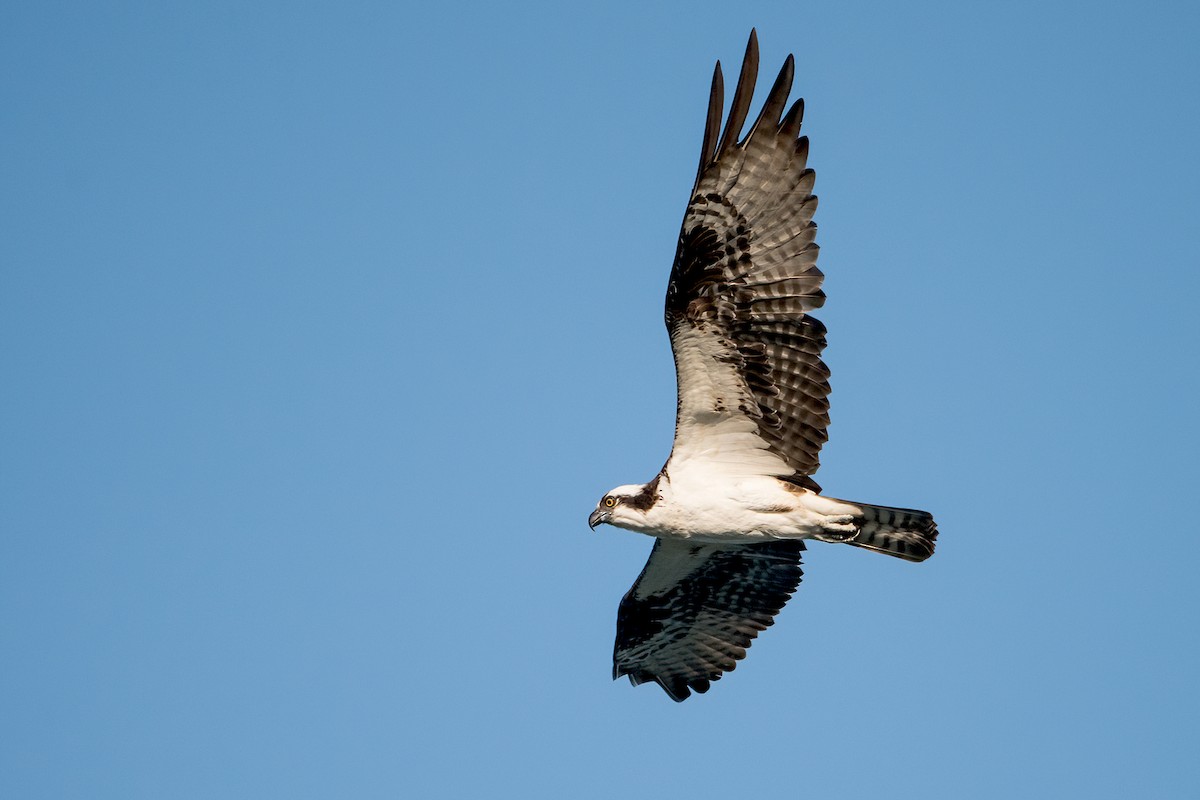 Osprey - ML365483521