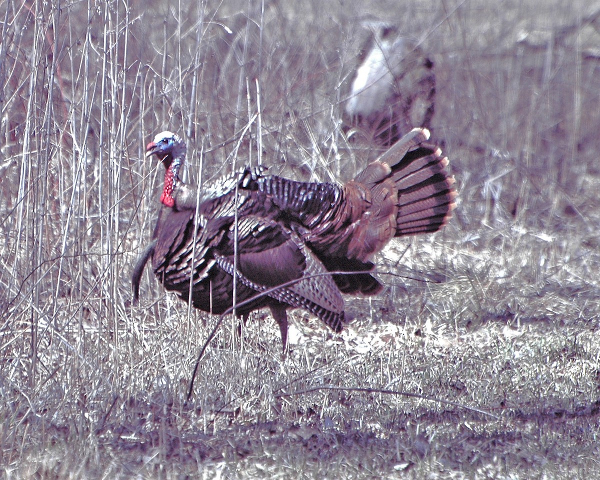 Wild Turkey - ML36548471