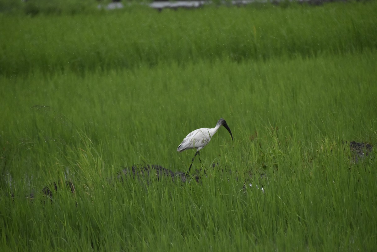 ibis černohlavý - ML365485771