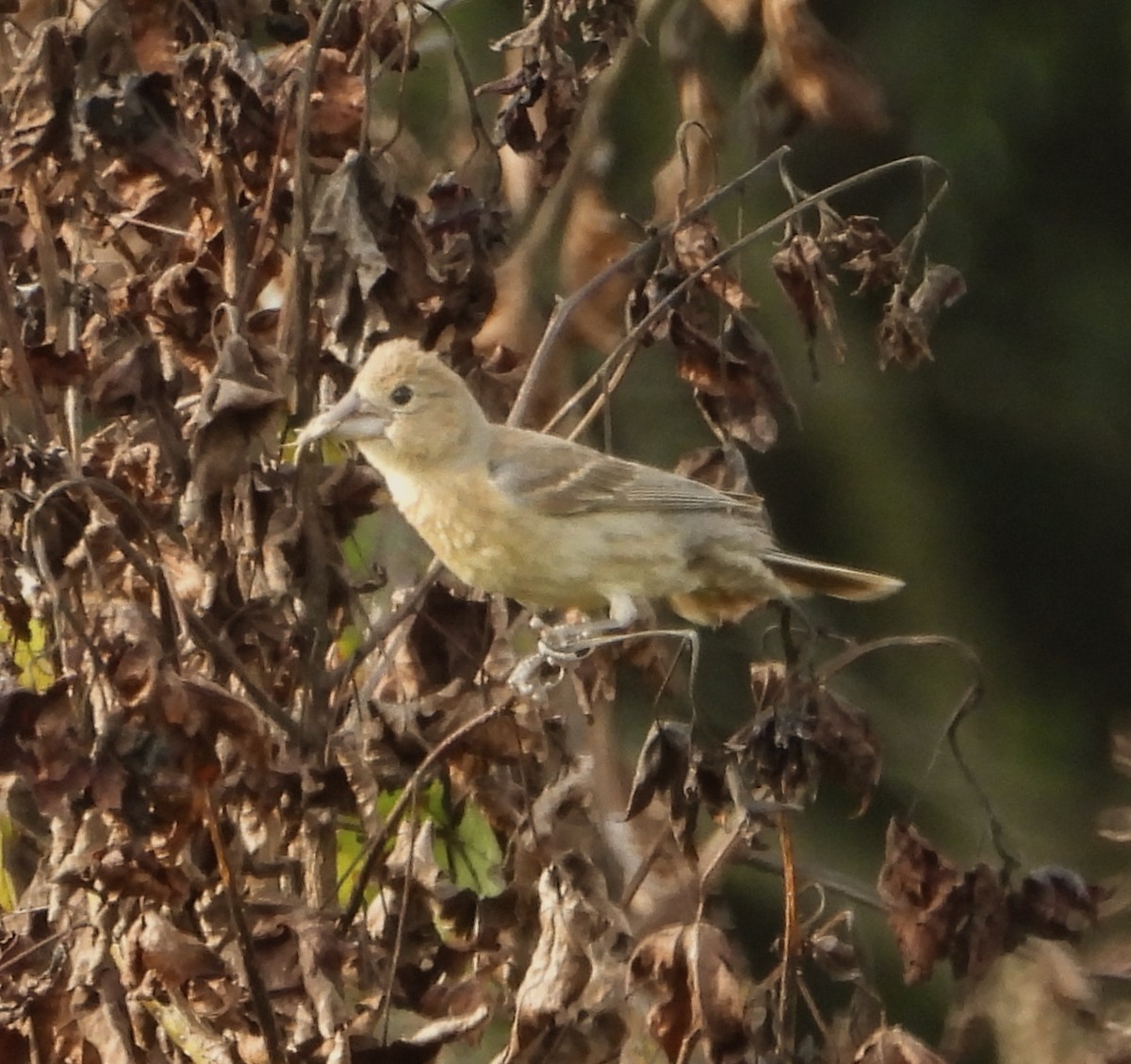 Blue Grosbeak - ML365485961