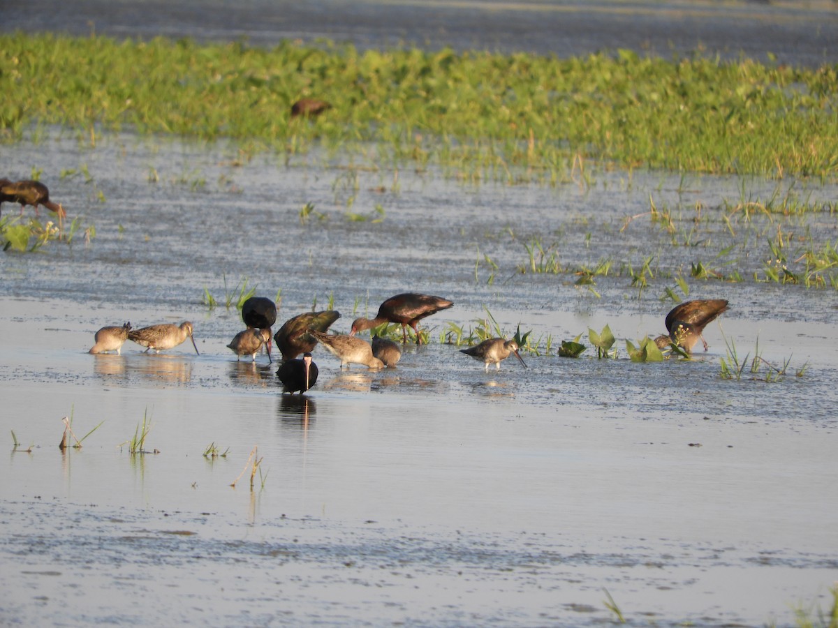 Hudsonian Godwit - ML365486531