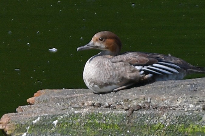 Smew x Hooded Merganser (hybrid) - Guido Bennen