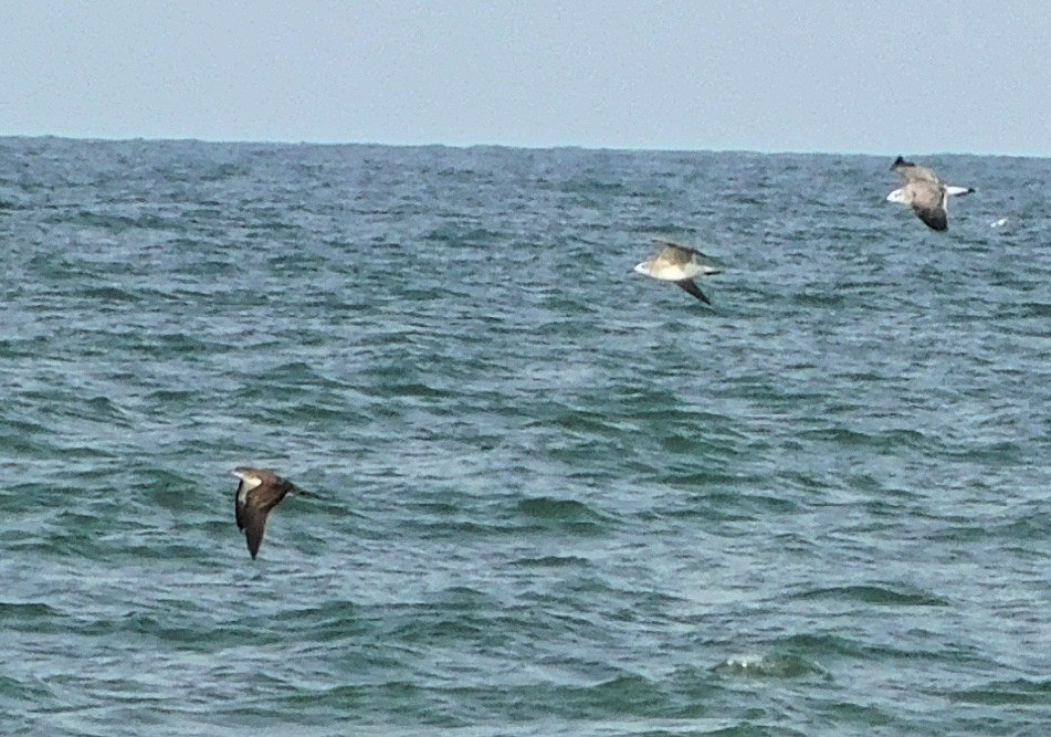 Wedge-tailed Shearwater - Peter Plage