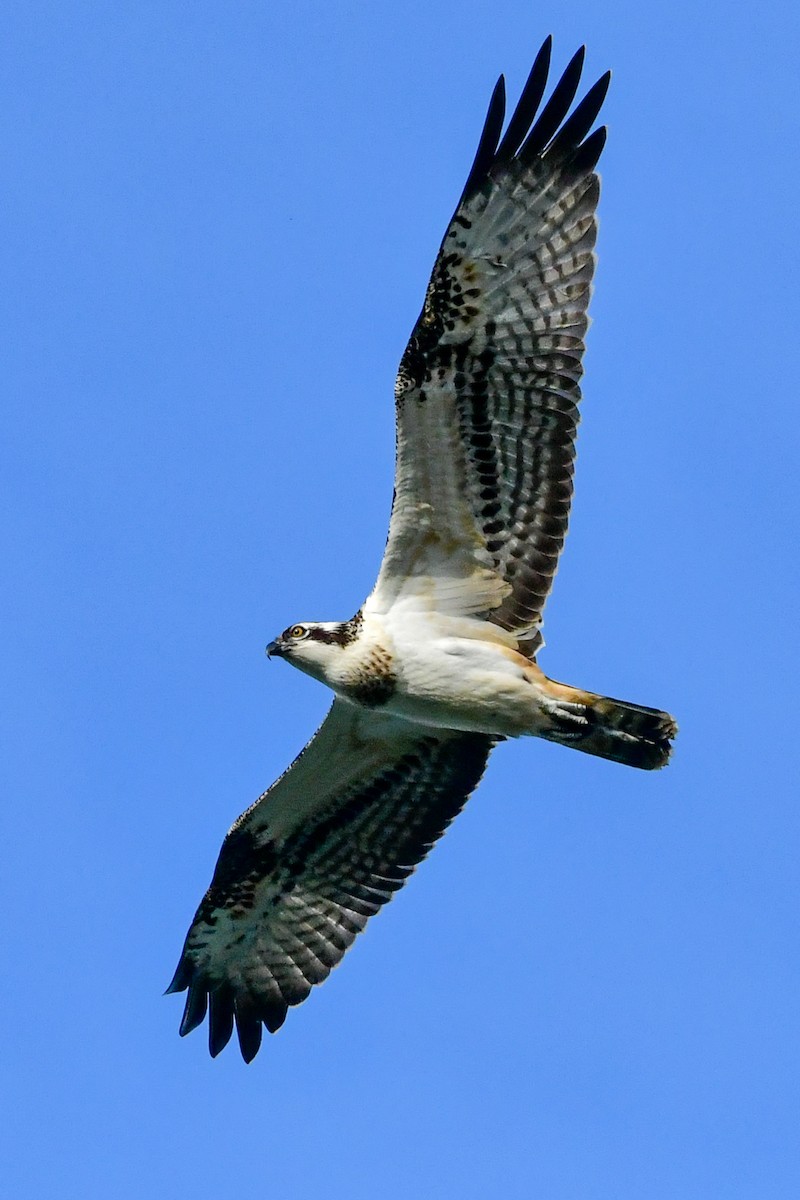 Osprey - ML365487441
