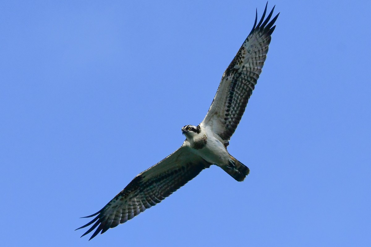 Osprey - ML365487481