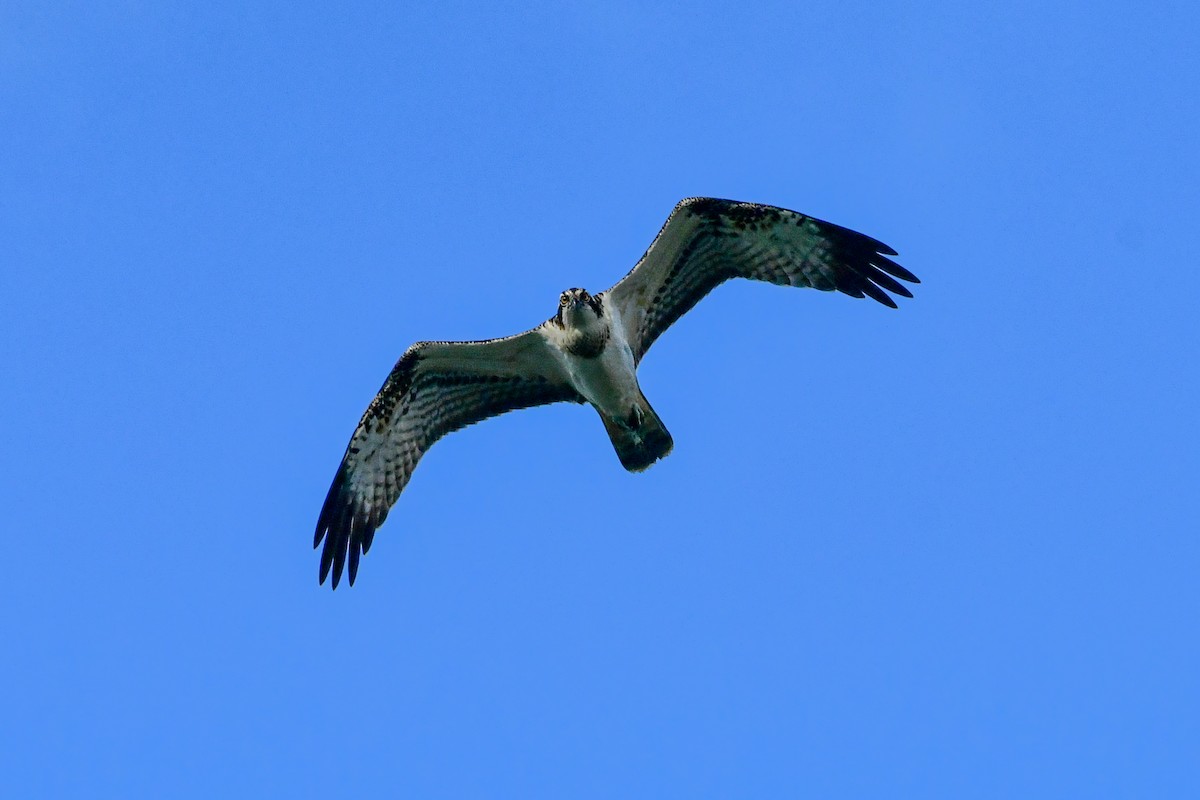 Osprey - ML365487631